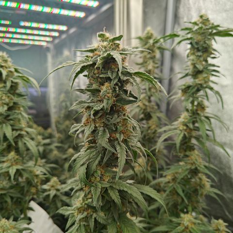 GMC G2 6.5 / Phänotyp A-H growlog timeline photo