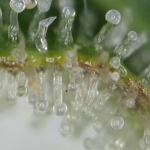 GMC G2 6.5 / Phänotyp A-H growlog timeline photo