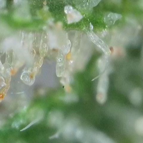 GMC G2 6.5 / Phänotyp A-H growlog timeline photo