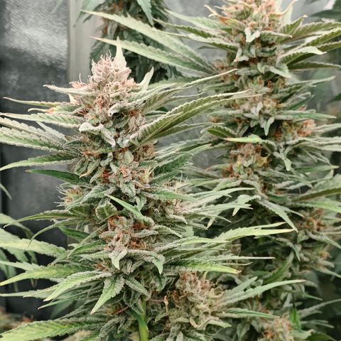 GMC G2 6.5 / Phänotyp A-H growlog photo: Tag 48