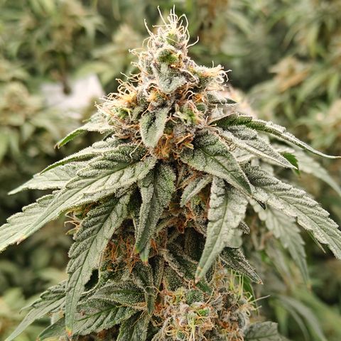 GMC G2 6.5 / Phänotyp A-H growlog photo: Tag 48
