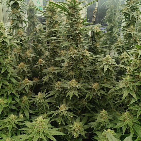 GMC G2 6.5 / Phänotyp A-H growlog timeline photo