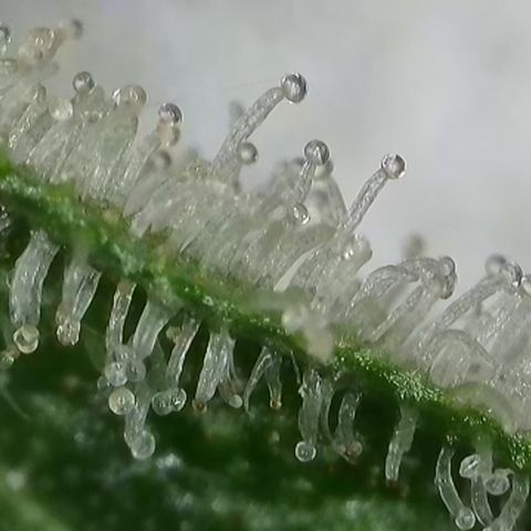 GMC G2 6.5 / Phänotyp A-H growlog timeline photo