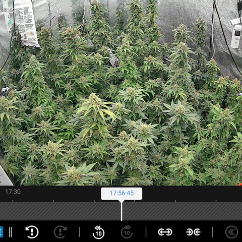 GMC G2 6.5 / Phänotyp A-H growlog timeline photo