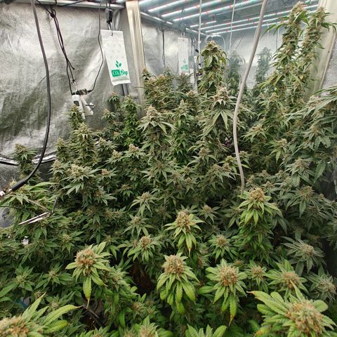 GMC G2 6.5 / Phänotyp A-H growlog timeline photo