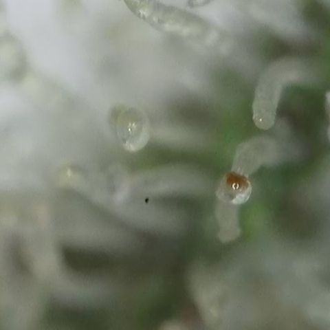 GMC G2 6.5 / Phänotyp A-H growlog timeline photo