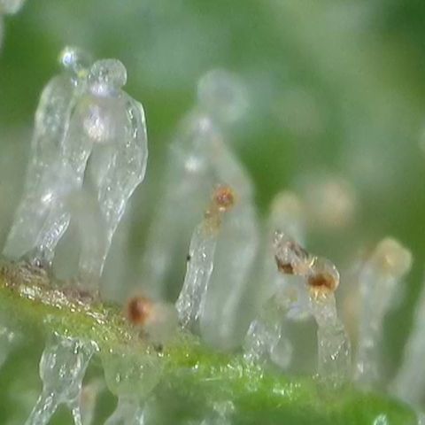 GMC G2 6.5 / Phänotyp A-H growlog timeline photo
