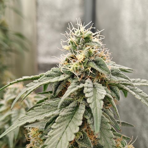 GMC G2 6.5 / Phänotyp A-H growlog timeline photo