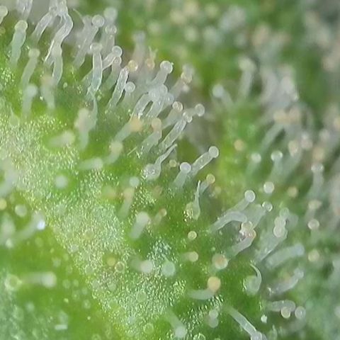 GMC G2 6.5 / Phänotyp A-H growlog timeline photo