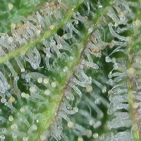GMC G2 6.5 / Phänotyp A-H growlog timeline photo