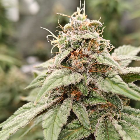 GMC G2 6.5 / Phänotyp A-H growlog photo: Tag 48