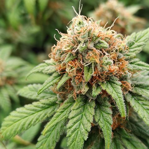 GMC G2 6.5 / Phänotyp A-H growlog photo: Tag 48