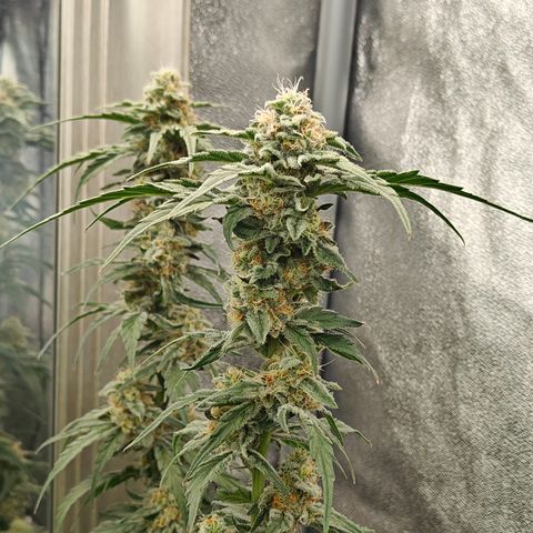 GMC G2 6.5 / Phänotyp A-H growlog timeline photo