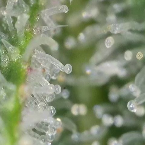 GMC G2 6.5 / Phänotyp A-H growlog timeline photo