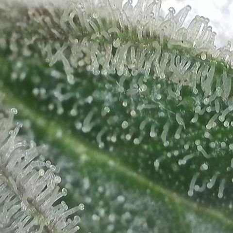 GMC G2 6.5 / Phänotyp A-H growlog timeline photo