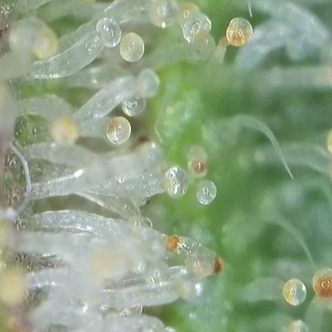 GMC G2 6.5 / Phänotyp A-H growlog timeline photo