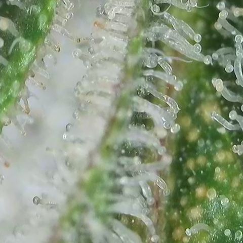 GMC G2 6.5 / Phänotyp A-H growlog timeline photo