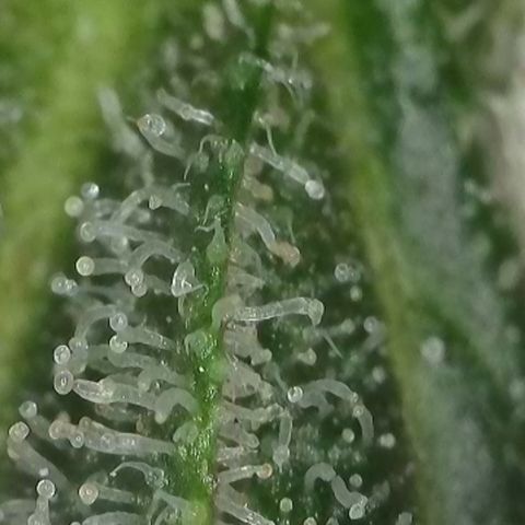 GMC G2 6.5 / Phänotyp A-H growlog timeline photo