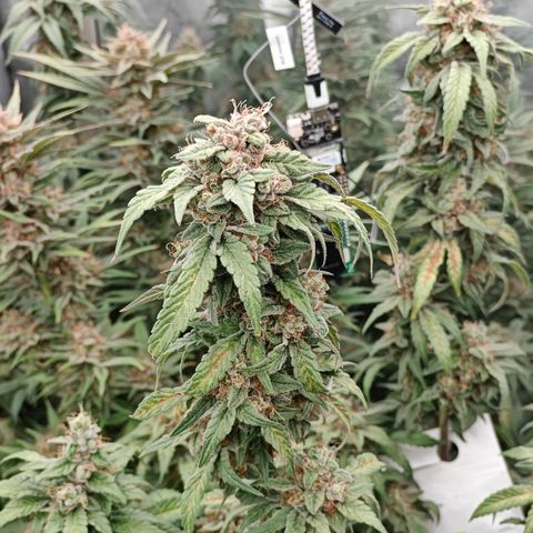 GMC G2 6.5 / Phänotyp A-H growlog photo: Tag 48