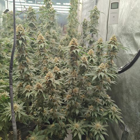 GMC G2 6.5 / Phänotyp A-H growlog timeline photo