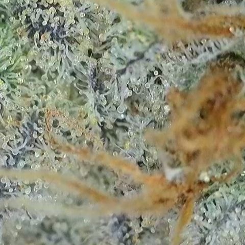 GMC G2 6.5 / Phänotyp A-H growlog timeline photo