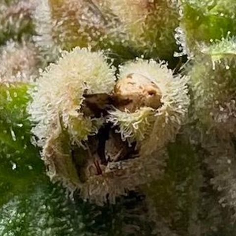 GMC G2 6.5 / Phänotyp A-H growlog timeline photo