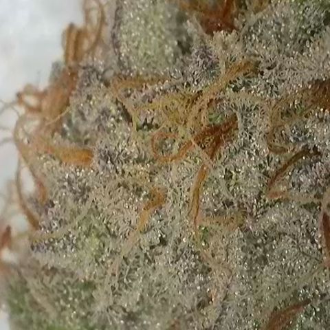 GMC G2 6.5 / Phänotyp A-H growlog timeline photo