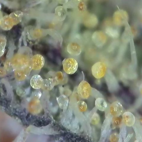 GMC G2 6.5 / Phänotyp A-H growlog timeline photo