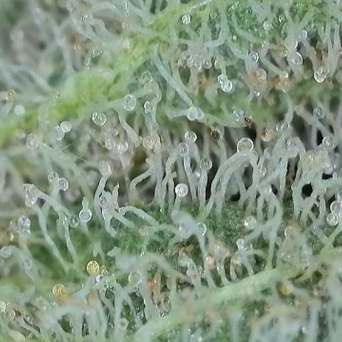 GMC G2 6.5 / Phänotyp A-H growlog timeline photo