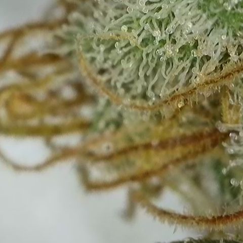 GMC G2 6.5 / Phänotyp A-H growlog timeline photo