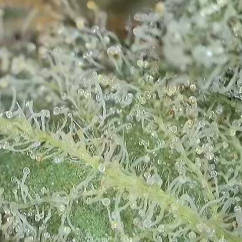 GMC G2 6.5 / Phänotyp A-H growlog timeline photo