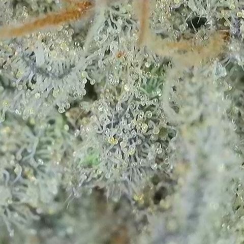 GMC G2 6.5 / Phänotyp A-H growlog timeline photo