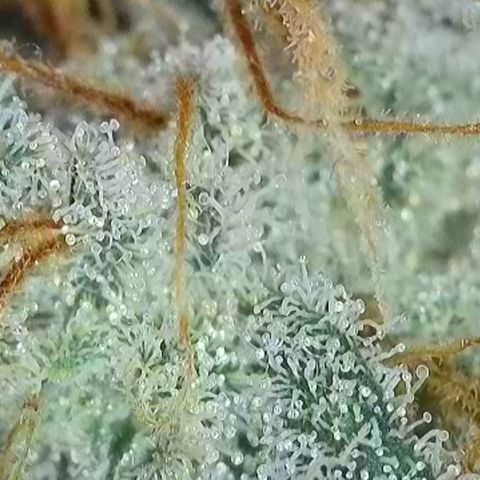 GMC G2 6.5 / Phänotyp A-H growlog timeline photo