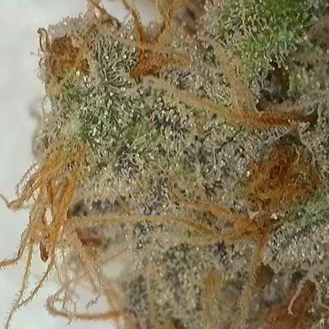 GMC G2 6.5 / Phänotyp A-H growlog timeline photo
