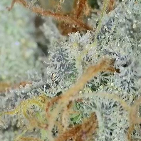 GMC G2 6.5 / Phänotyp A-H growlog timeline photo