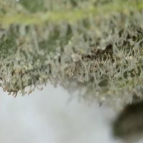 GMC G2 6.5 / Phänotyp A-H growlog timeline photo