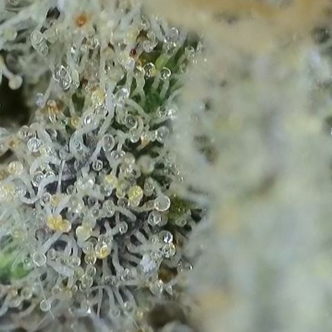 GMC G2 6.5 / Phänotyp A-H growlog timeline photo