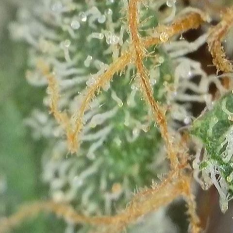 GMC G2 6.5 / Phänotyp A-H growlog timeline photo