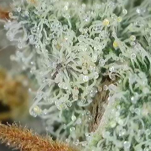 GMC G2 6.5 / Phänotyp A-H growlog timeline photo