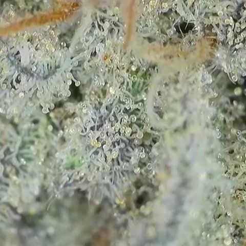 GMC G2 6.5 / Phänotyp A-H growlog timeline photo