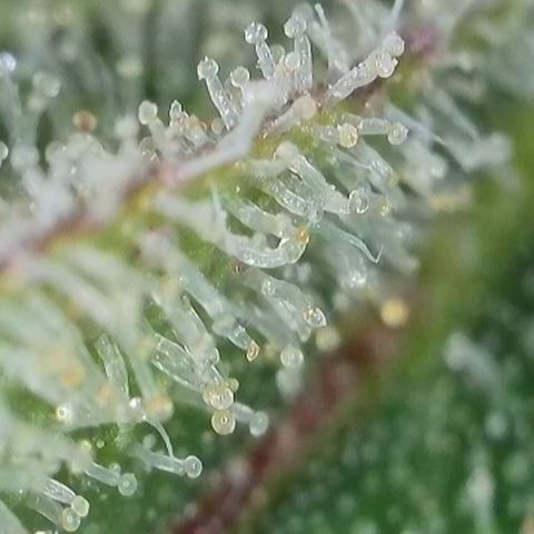 GMC G2 6.5 / Phänotyp A-H growlog timeline photo