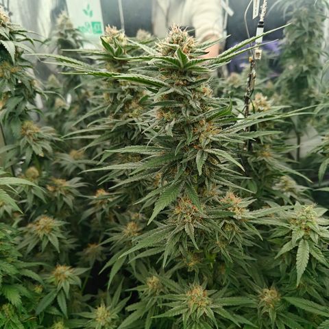 GMC G2 6.5 / Phänotyp A-H growlog timeline photo