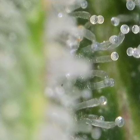 GMC G2 6.5 / Phänotyp A-H growlog timeline photo