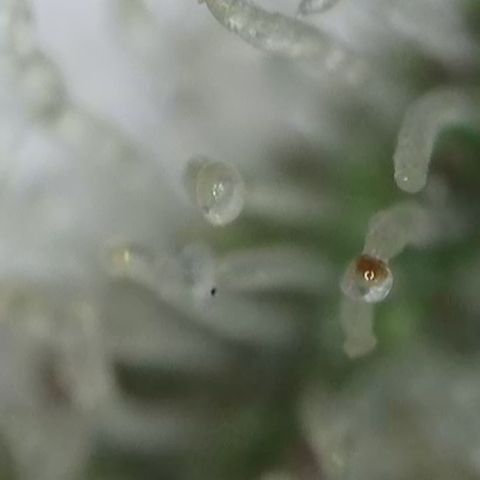 GMC G2 6.5 / Phänotyp A-H growlog timeline photo
