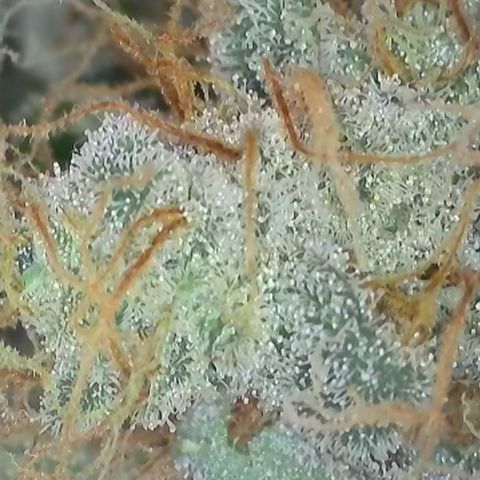 GMC G2 6.5 / Phänotyp A-H growlog timeline photo