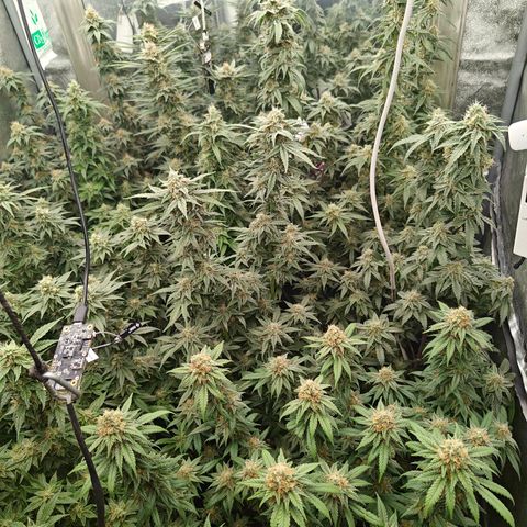 GMC G2 6.5 / Phänotyp A-H growlog timeline photo