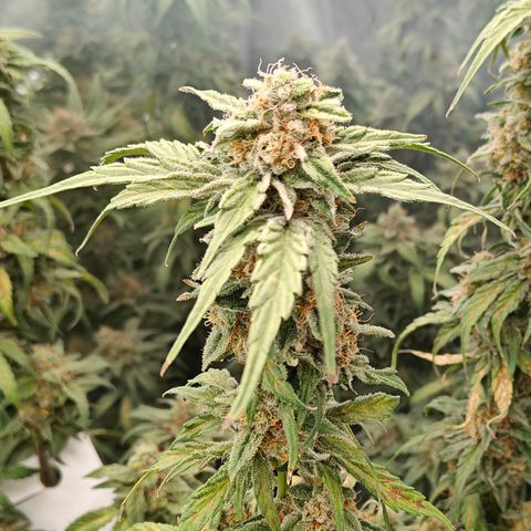 GMC G2 6.5 / Phänotyp A-H growlog photo: Tag 48