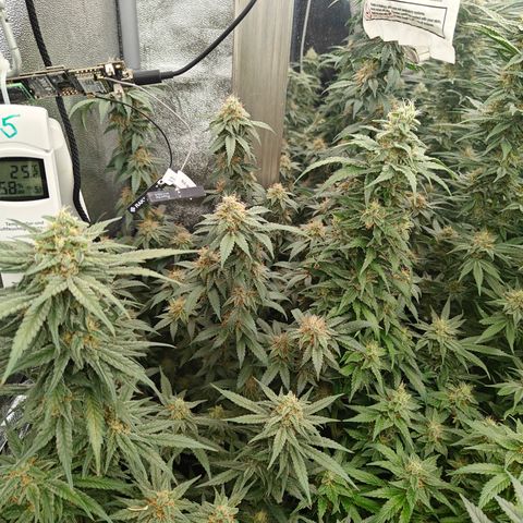 GMC G2 6.5 / Phänotyp A-H growlog timeline photo