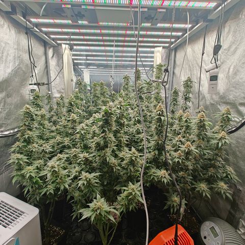 GMC G2 6.5 / Phänotyp A-H growlog timeline photo