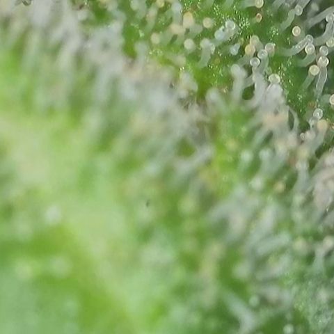GMC G2 6.5 / Phänotyp A-H growlog timeline photo